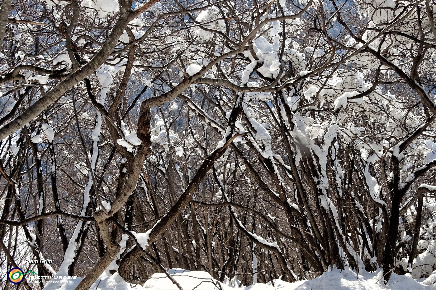 22 Ultima neve sugli alberi.JPG